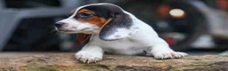 Beagle dogs for sale: Dolly💗 - Ad 8