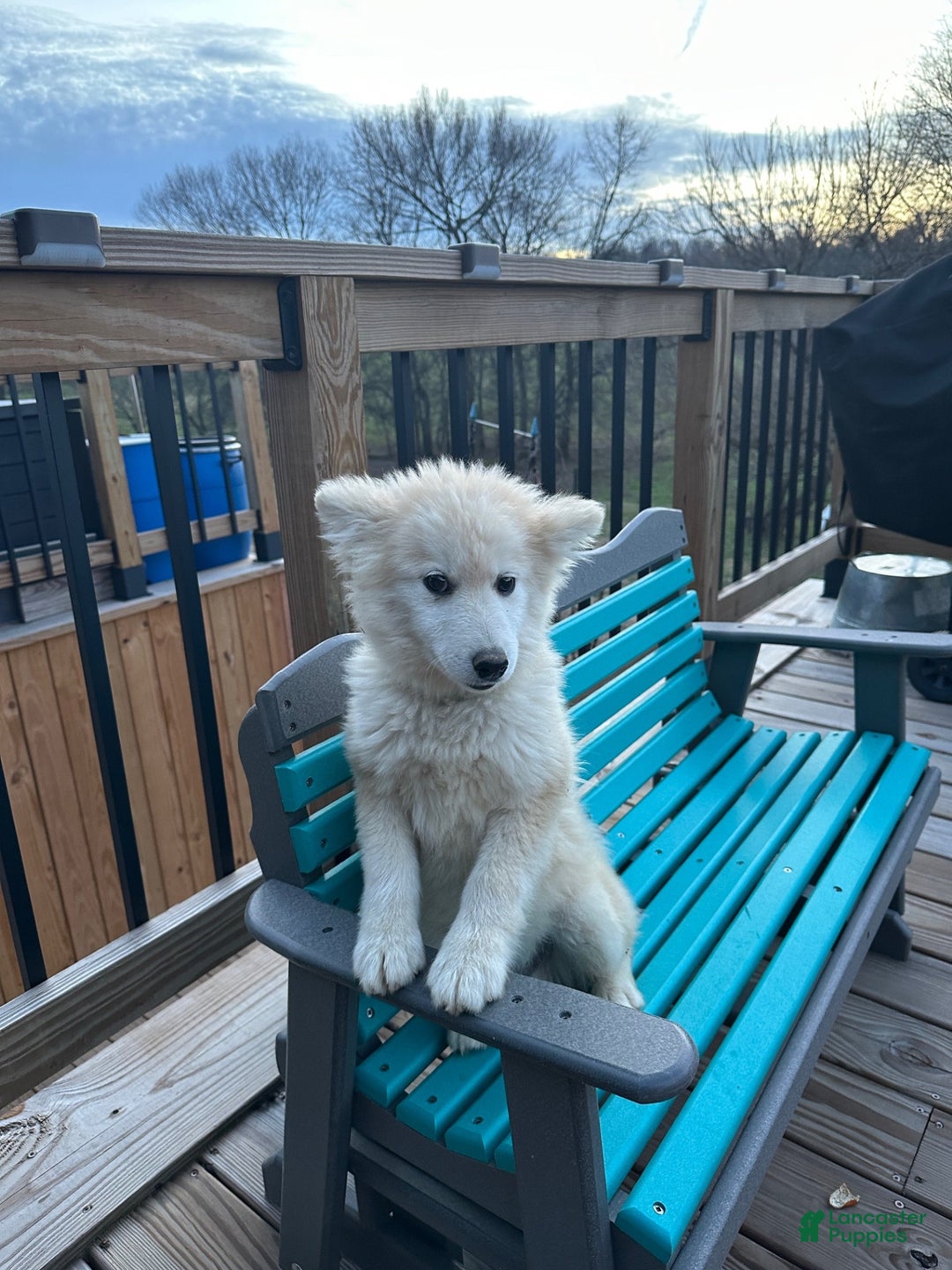 Pomsky dogs for sale: Connor - Ad 1