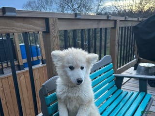 Pomsky dogs Connor - Ad 6