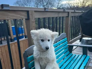 Pomsky dogs Connor - Ad 11