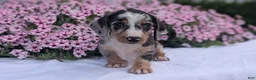 Miniature Dachshund dogs for sale: Kita - Ad 3