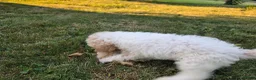 Cavapoo dogs for sale: Nutmeg - Ad 11