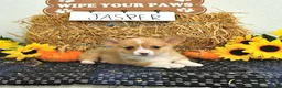 Welsh Corgi Pembroke dogs for sale: Jasper - Ad 4