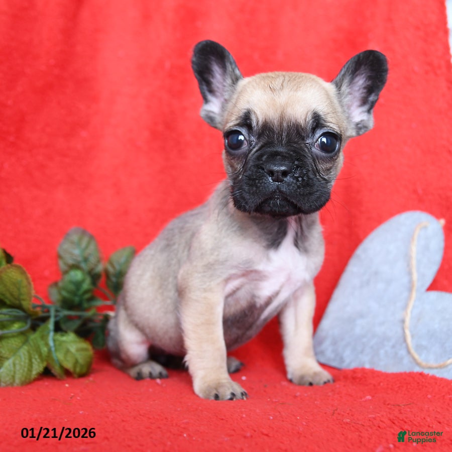 French Bulldog dogs Betty   - Ad 12