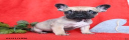 French Bulldog dogs for sale: Betty   - Ad 1
