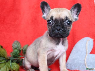 French Bulldog dogs Betty - Ad 12