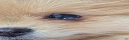 Pomeranian dogs for sale: Rita Champion Sired & has 1.5 blue eyes! - Ad 5