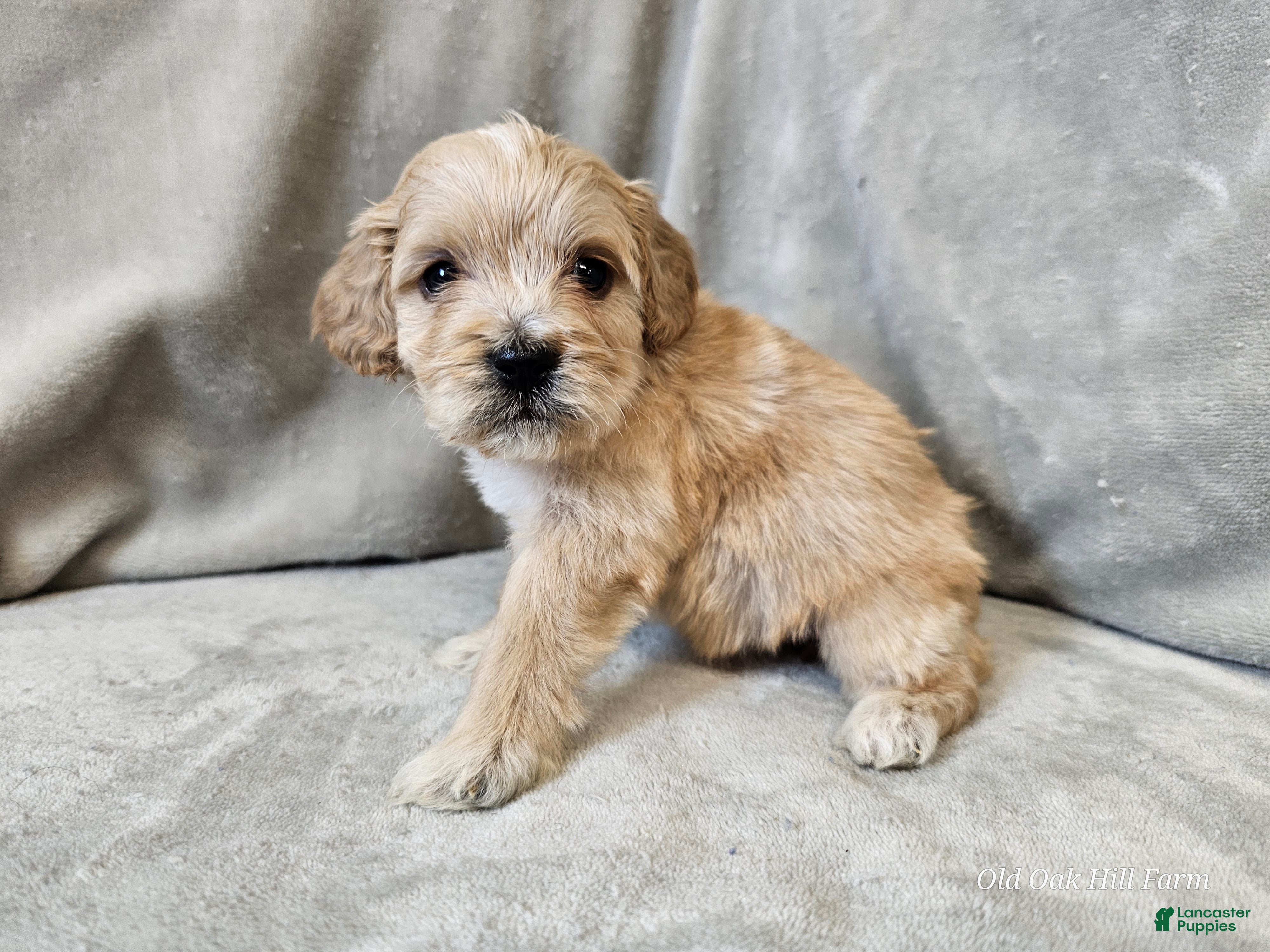 Cavapoo dogs Stelline - Ad 1