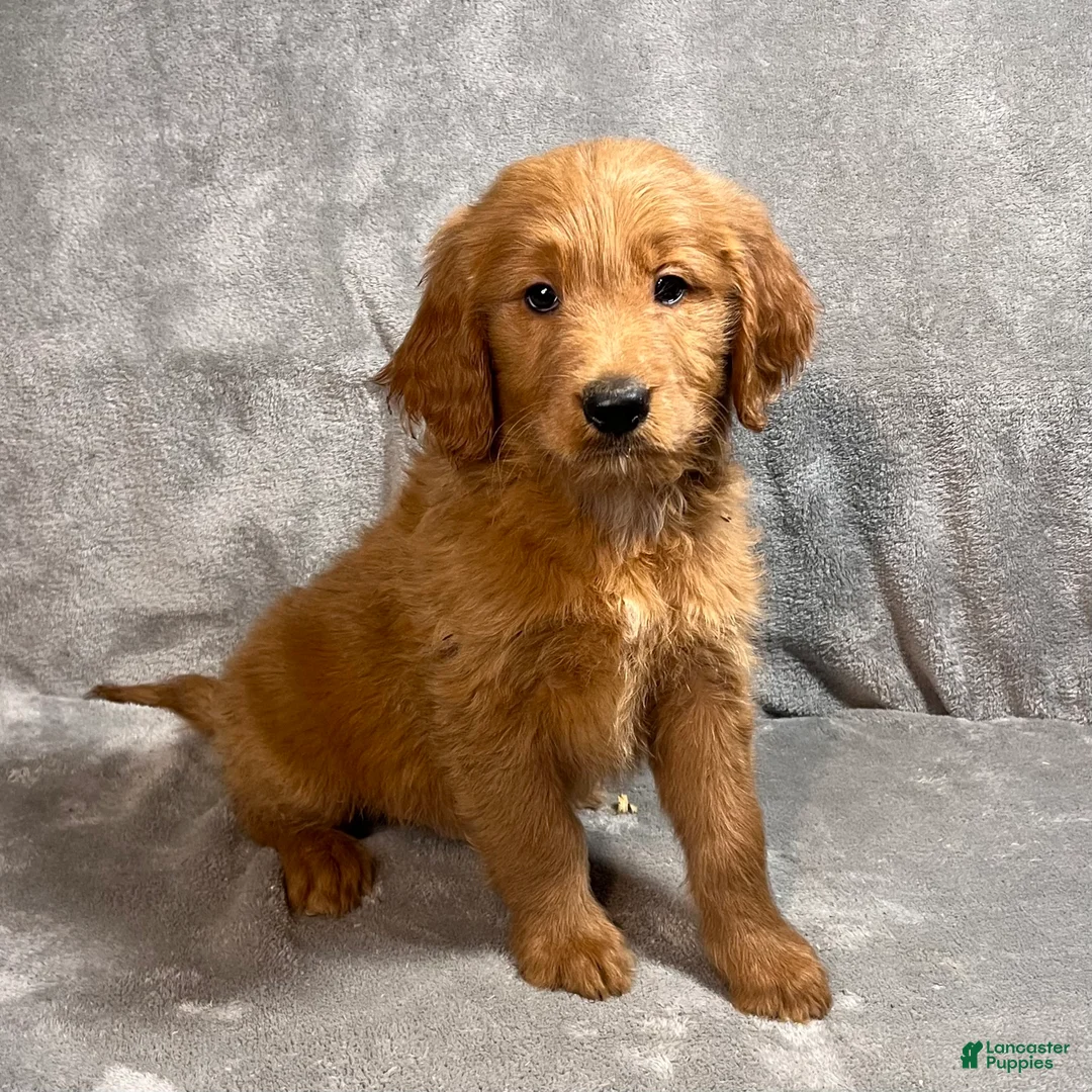 Goldendoodle dogs for sale: Lane - Ad 3
