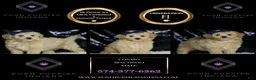 Maltipoo dogs for sale: Cosmo - Ad 6