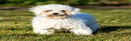 Maltipoo dogs for sale: Teddy Maltipoo  - Ad 6