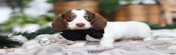Miniature Dachshund dogs for sale: Jaxon - Ad 4