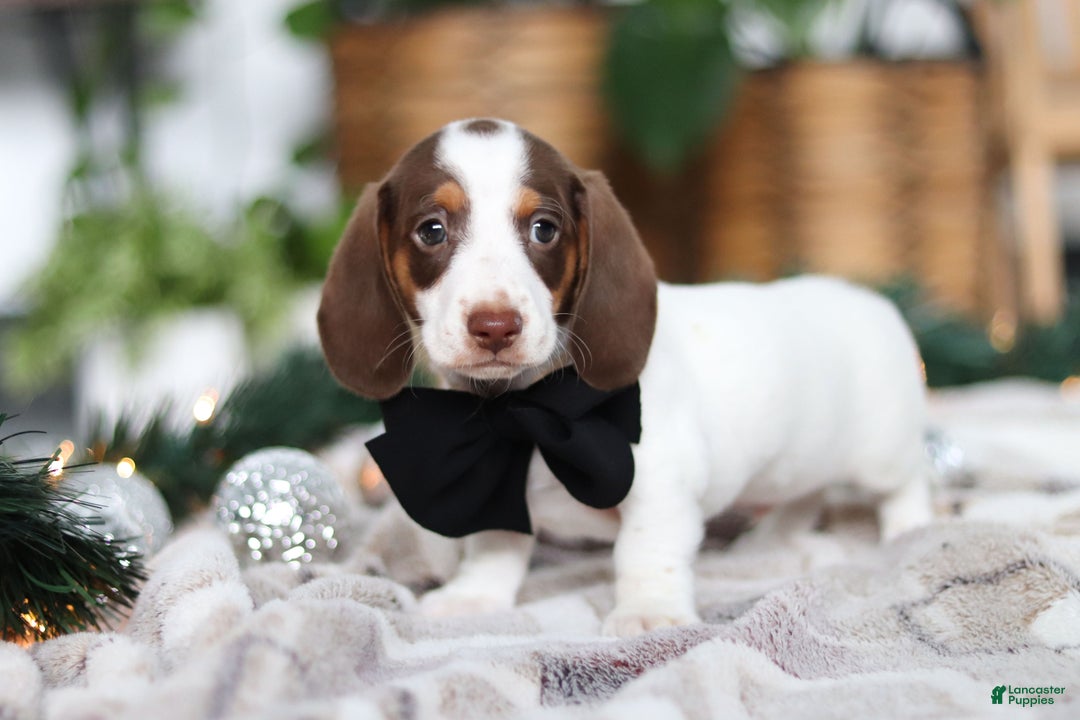 Miniature Dachshund dogs for sale: Jaxon - Ad 4