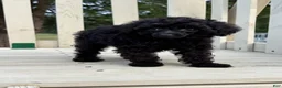 Toy Poodle dogs for sale: Winnie - Ad 8