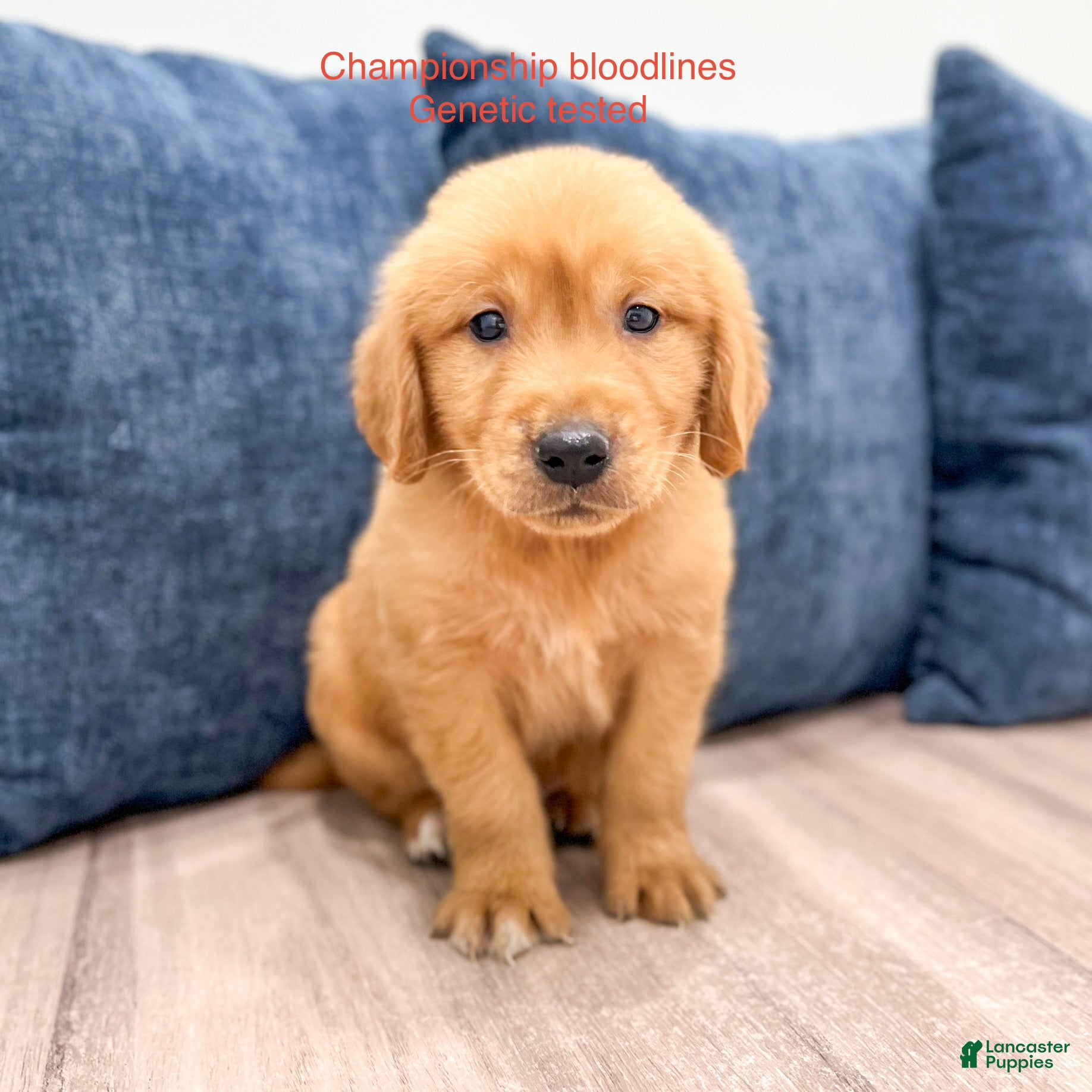Golden Retriever dogs Champ - Ad 1