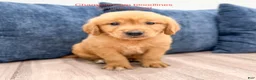 Golden Retriever dogs for sale: Champ - Ad 1