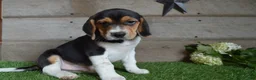 Beagle dogs for sale: Remington - Ad 3