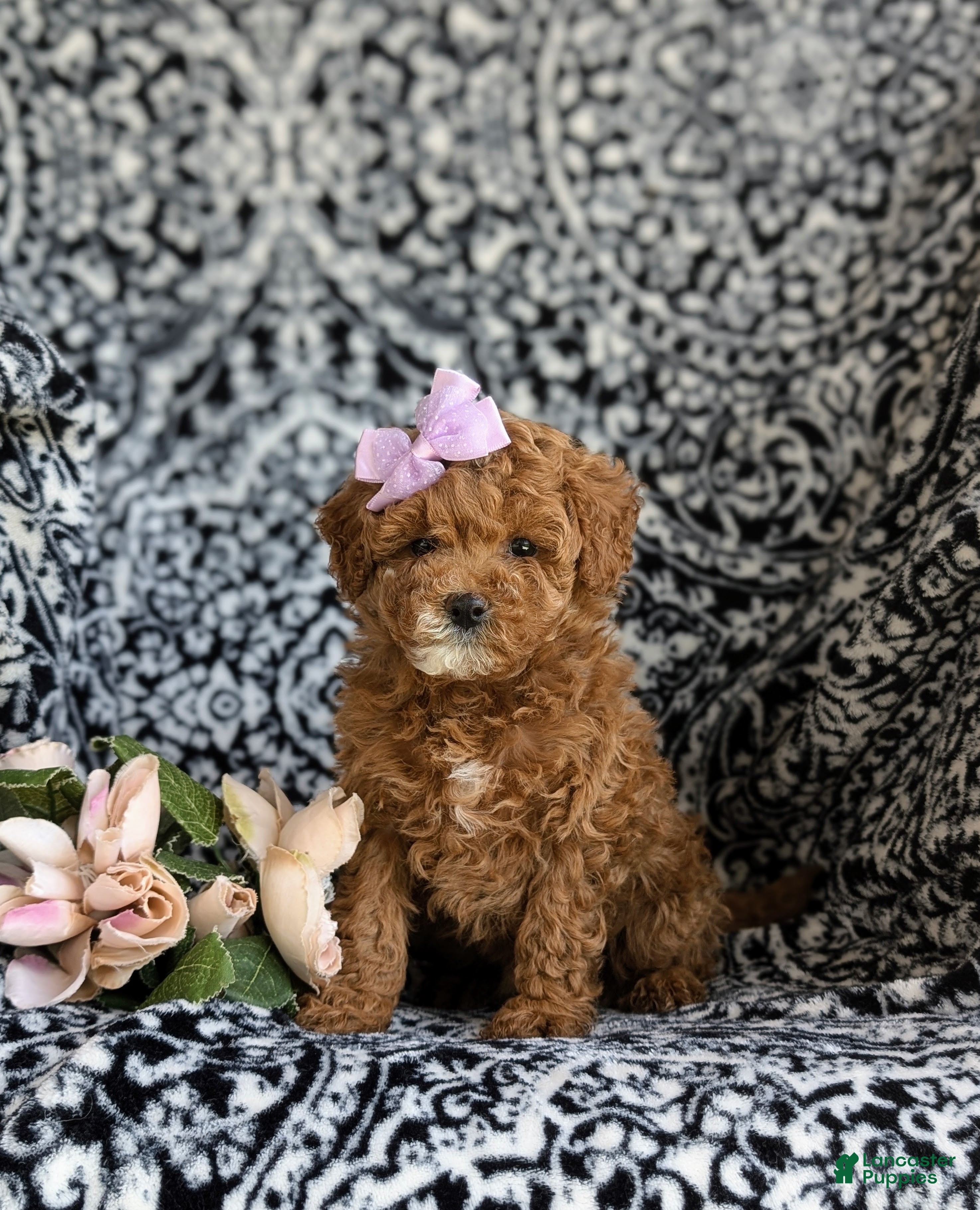 Cavapoo dogs Mandy Hypoallergenic - Ad 1