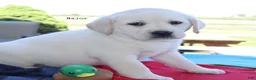 Labrador Retriever dogs for sale: Major - English Champ lines - Ad 4