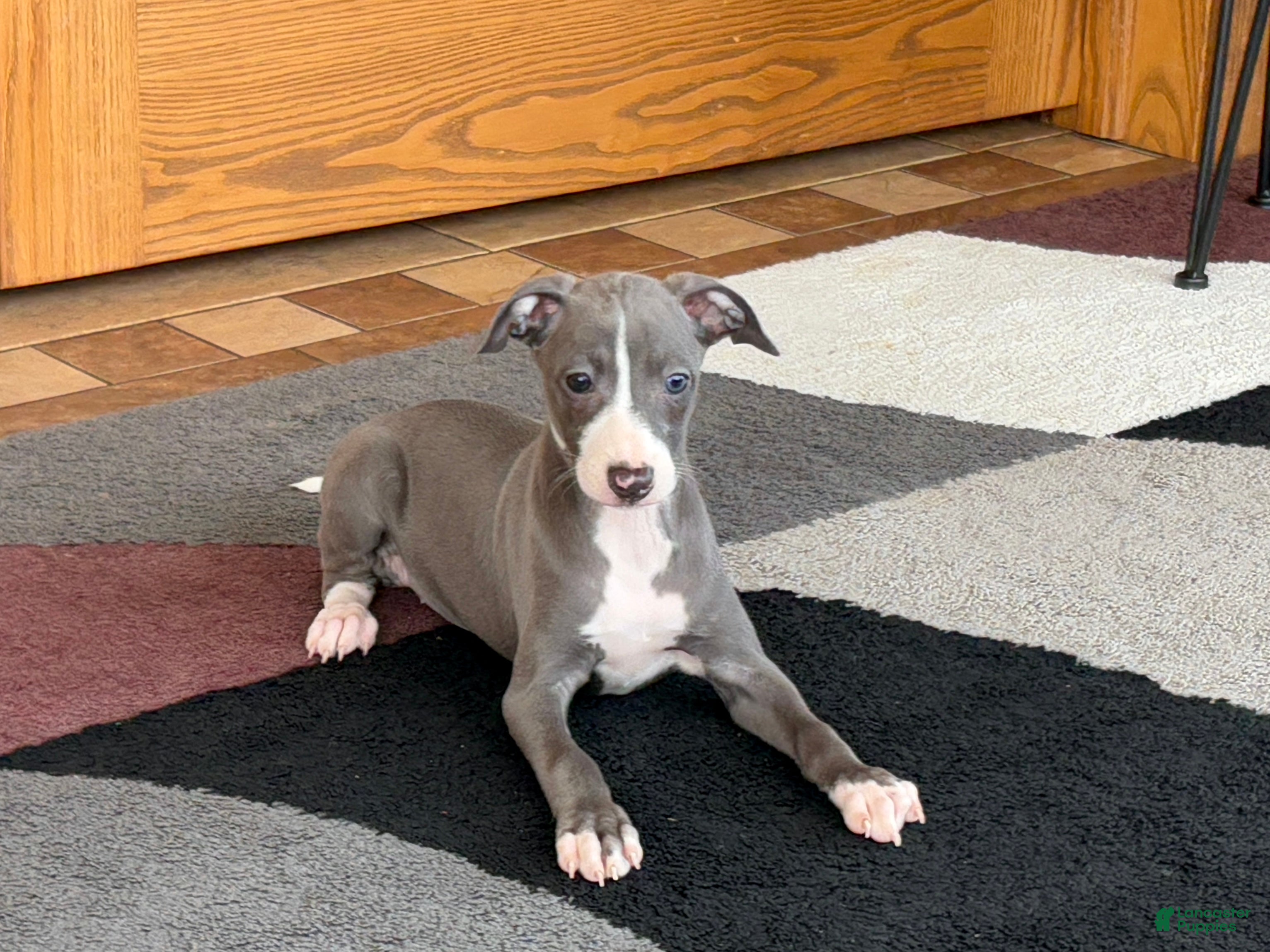 Italian Greyhound dogs Trina - Ad 17