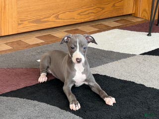 Italian Greyhound dogs Trina - Ad 17