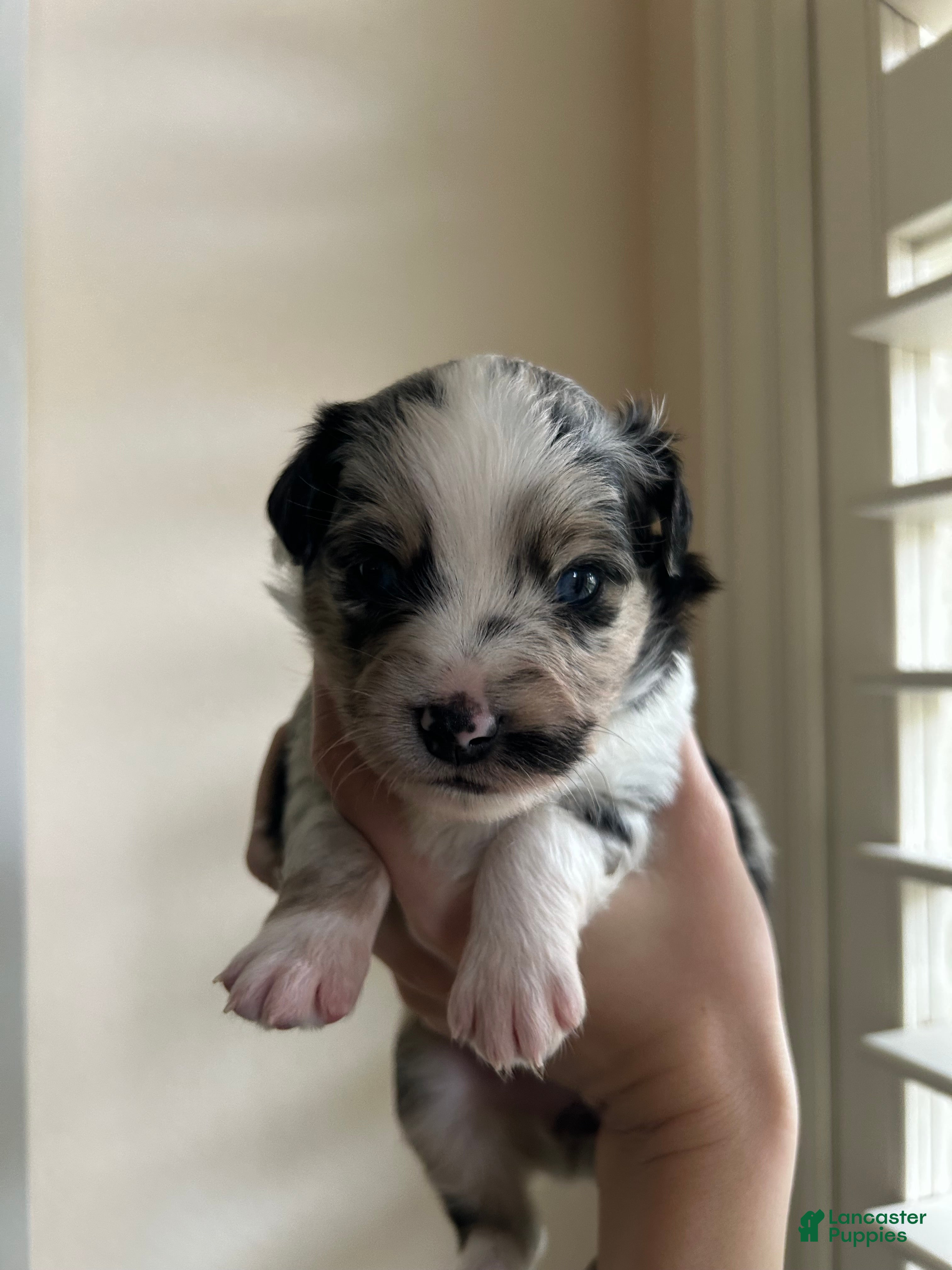 Miniature Australian Shepherd dogs Montana - Ad 2