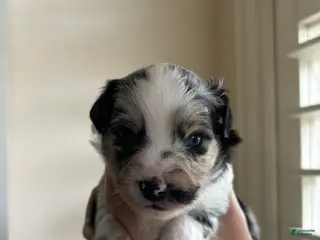 Miniature Australian Shepherd dogs Montana - Ad 11