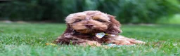Cockapoo dogs for sale: Quinton - Ad 5