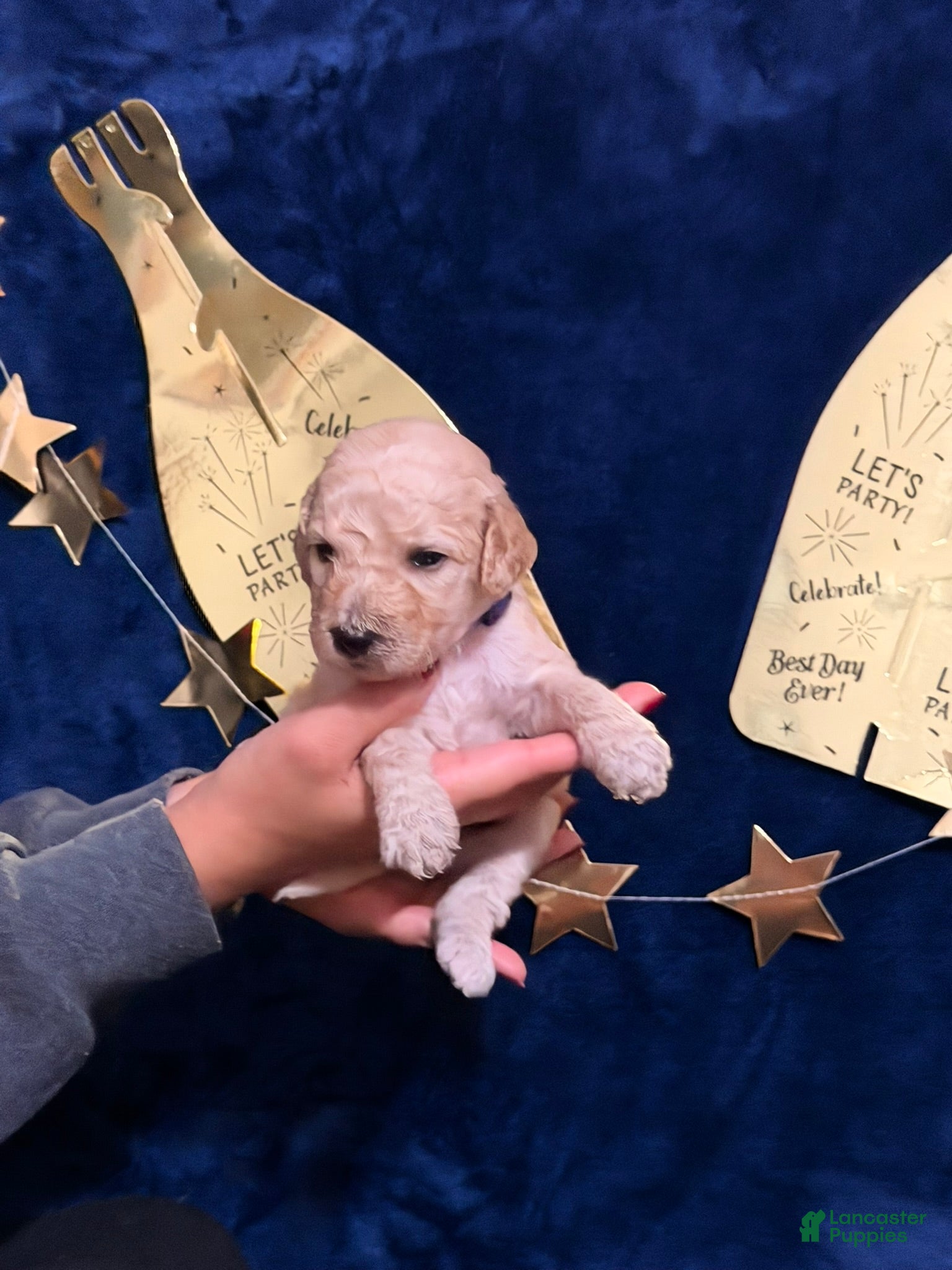 Goldendoodle dogs Goldendoodle Puppy 10 - Ad 25