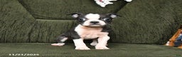 Boston Terrier dogs for sale: River - Ad 4