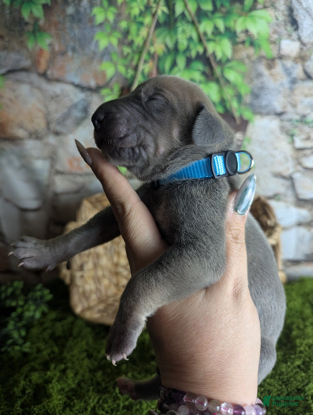 Great Dane dogs for sale: Precious Blue Brindle Female Great Dane Puppy - Ad 4