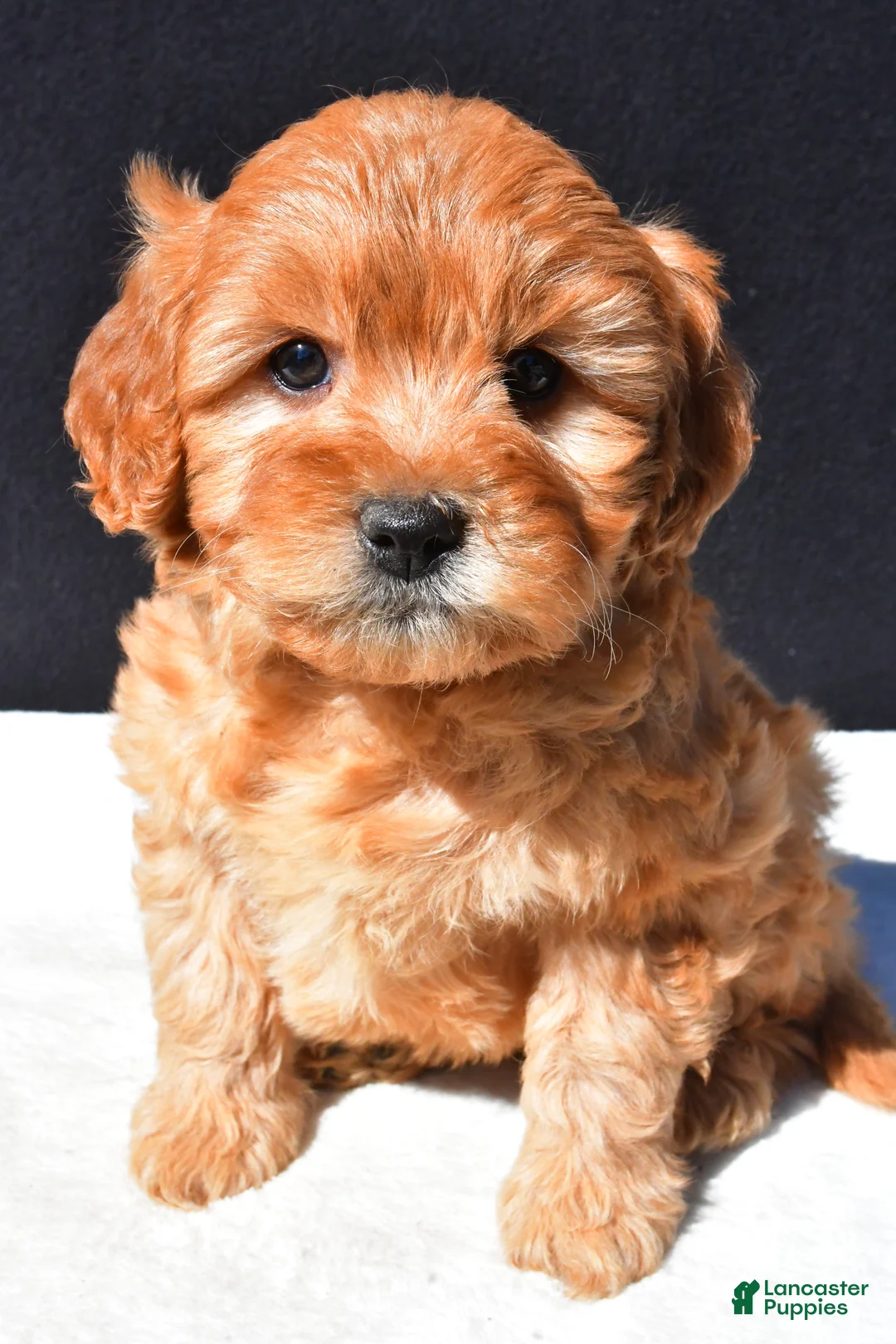 Mini Goldendoodle dogs for sale: Daisy - Ad 1