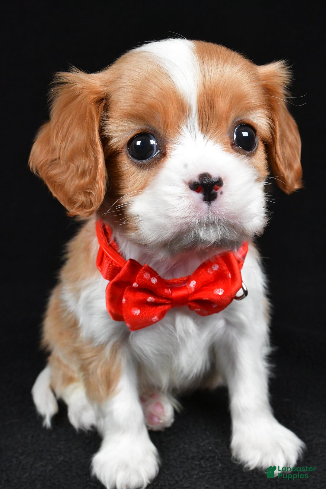Cavalier King Charles Spaniel dogs for sale: Tyler - Ad 7