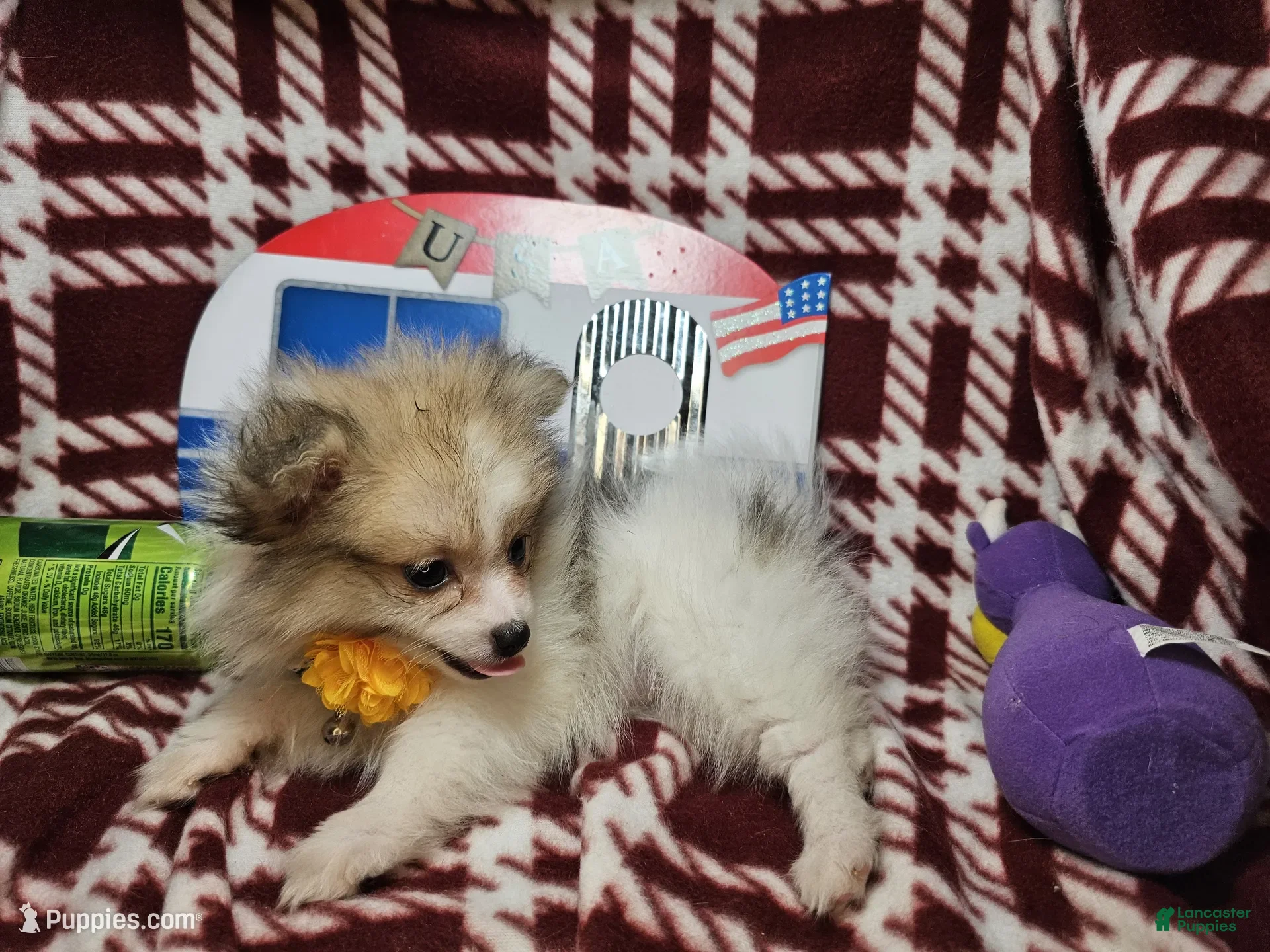 Pomeranian dogs for sale: Frairy Fancy - Ad 3