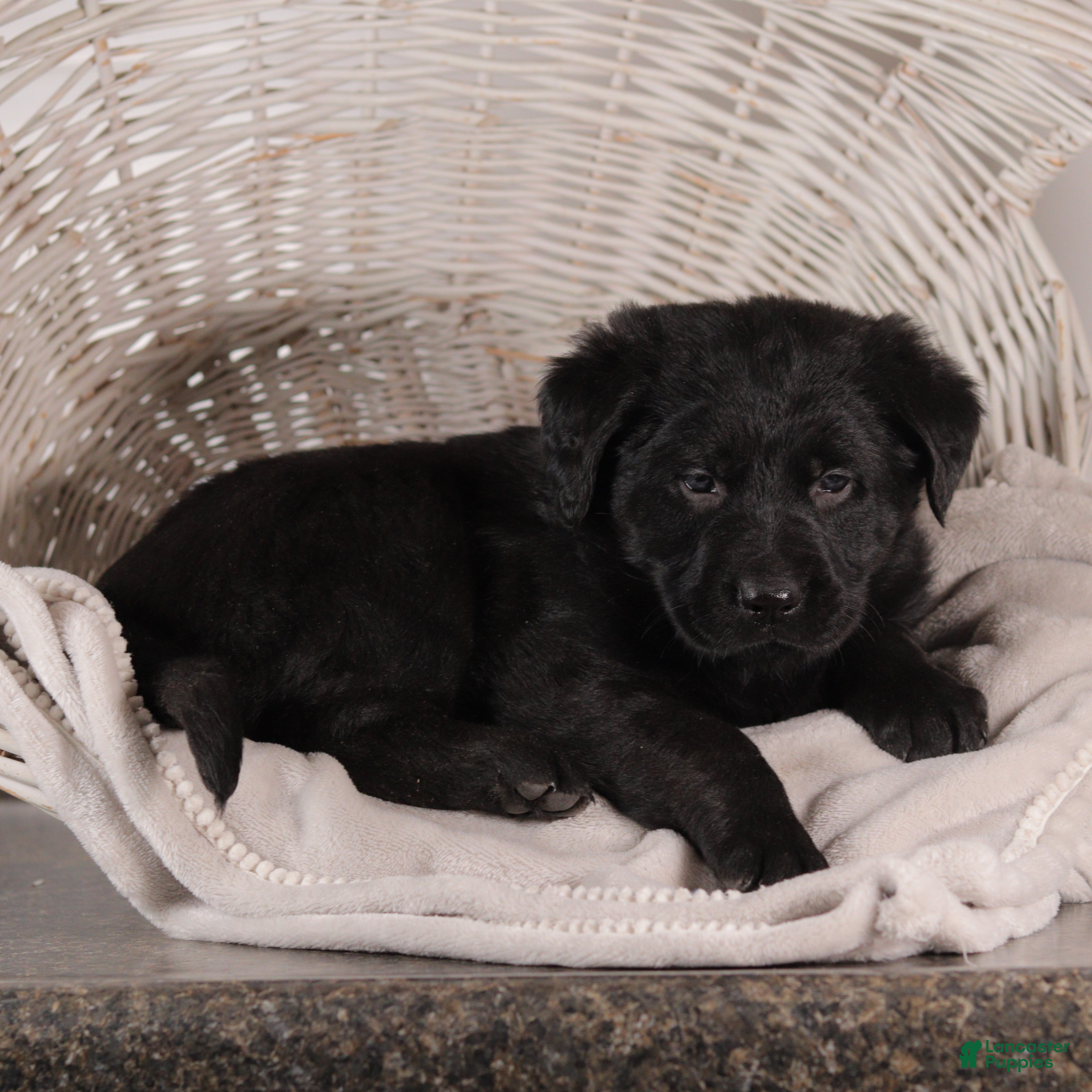 Mixed Breed dogs Connie - Ad 2