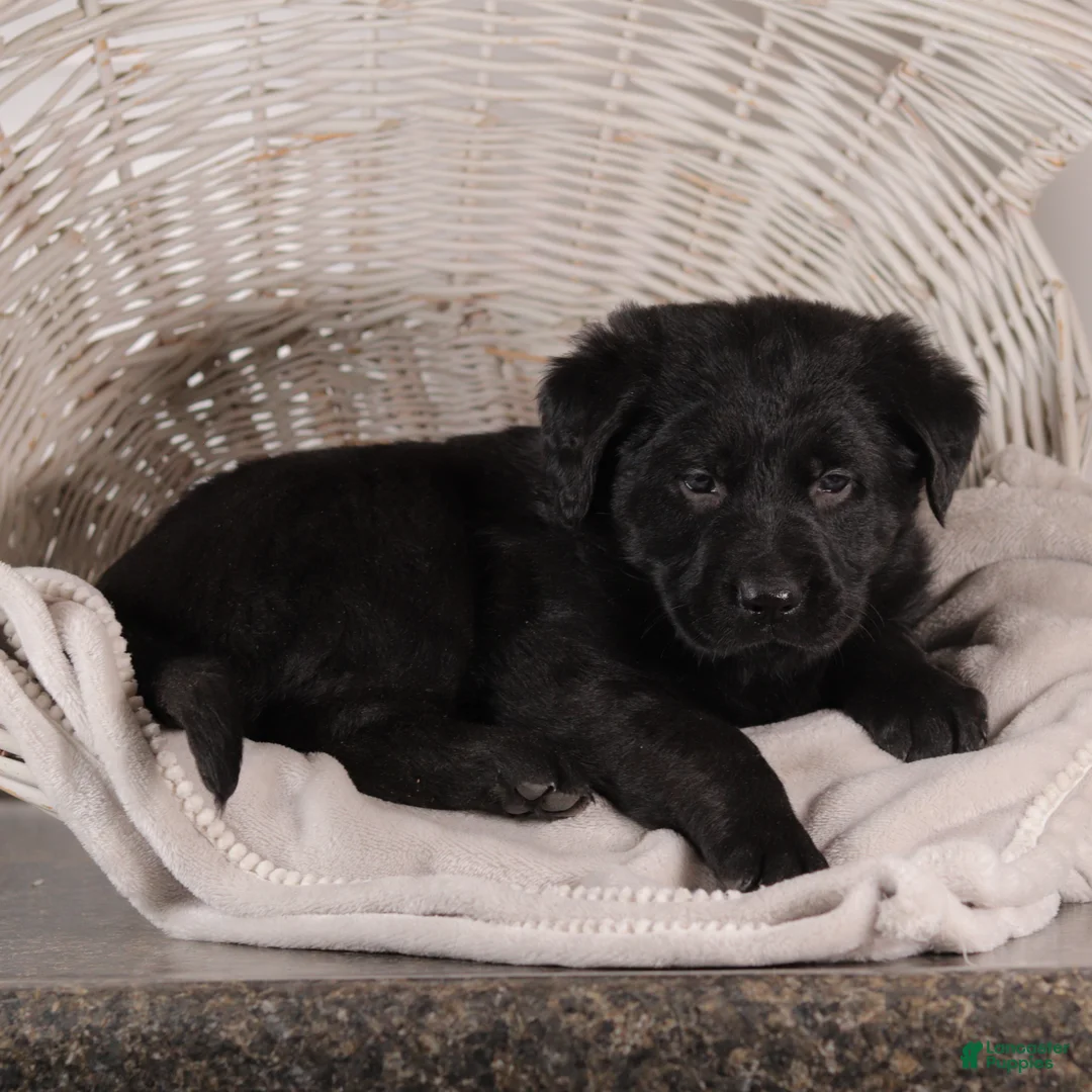 Mixed Breed dogs for sale: Connie - Ad 2