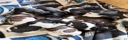 German Shorthaired Pointer dogs for sale: German Shorthaired Pointer 1 - Ad 1