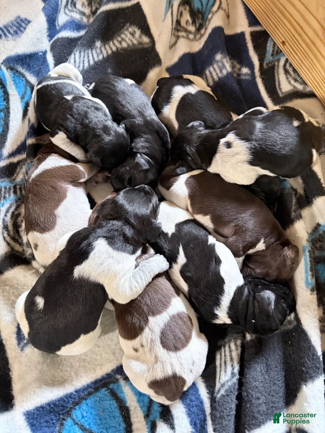 German Shorthaired Pointer dogs for sale: German Shorthaired Pointer 1 - Ad 1