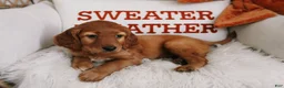 Mixed Breed dogs for sale: Pumpkin Spice  - Ad 3