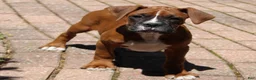 Boxer dogs for sale: Atticus - Ad 8