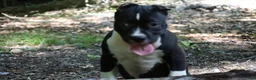 American Bully dogs for sale: Jet - Ad 5
