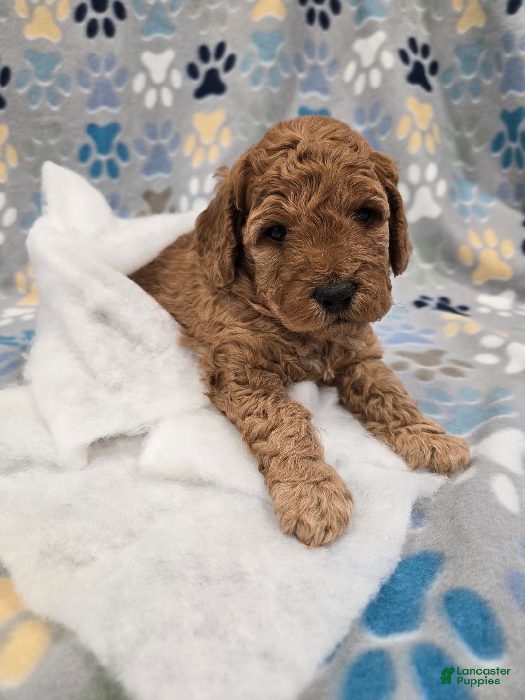 Mini Goldendoodle dogs for sale: Scout - Ad 6