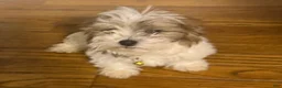 Malshi dogs for sale: Sasha - Ad 2