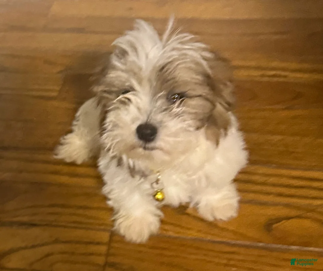 Malshi dogs for sale: Sasha - Ad 2