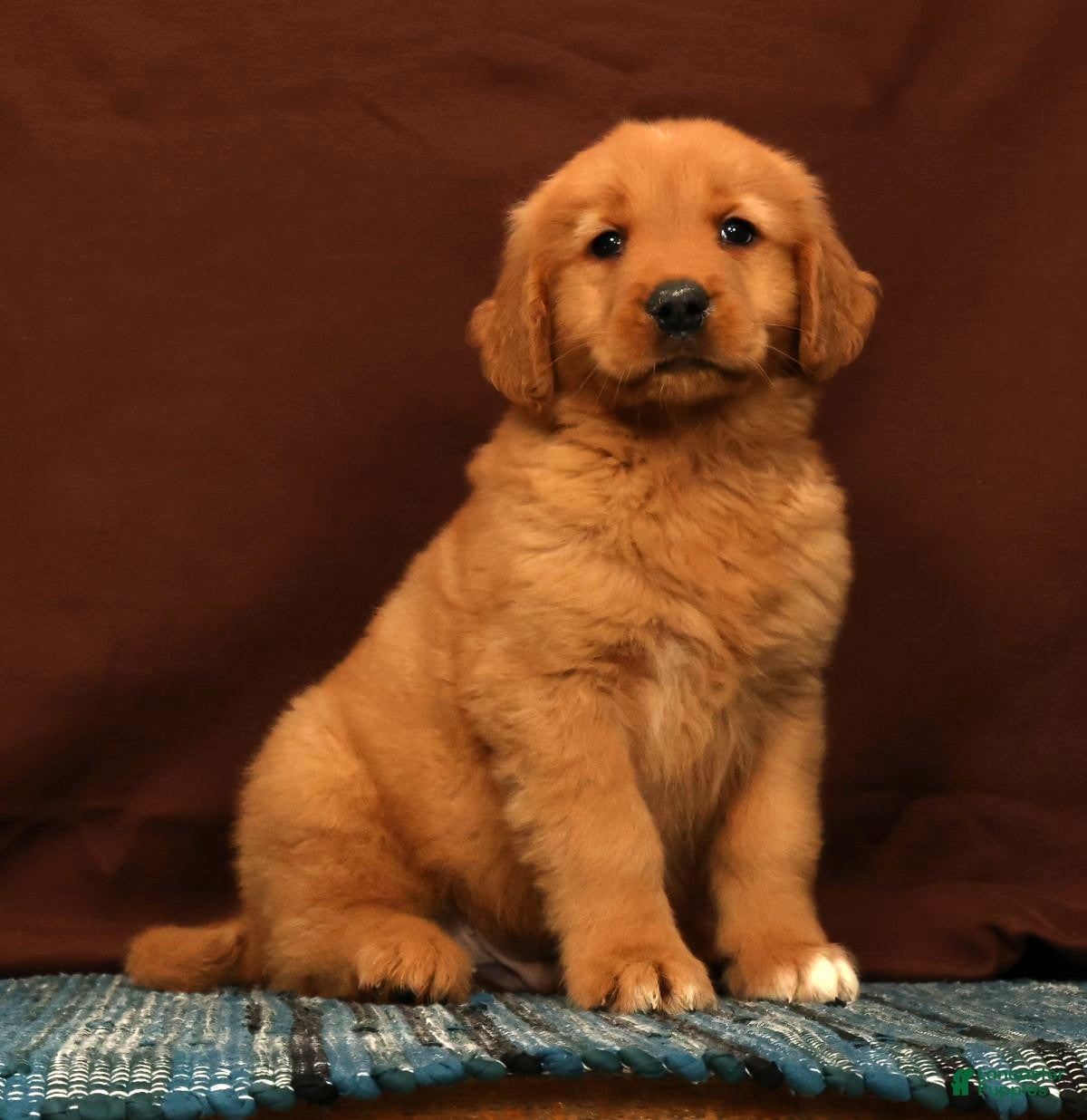 Golden Retriever dogs Grant - Ad 1