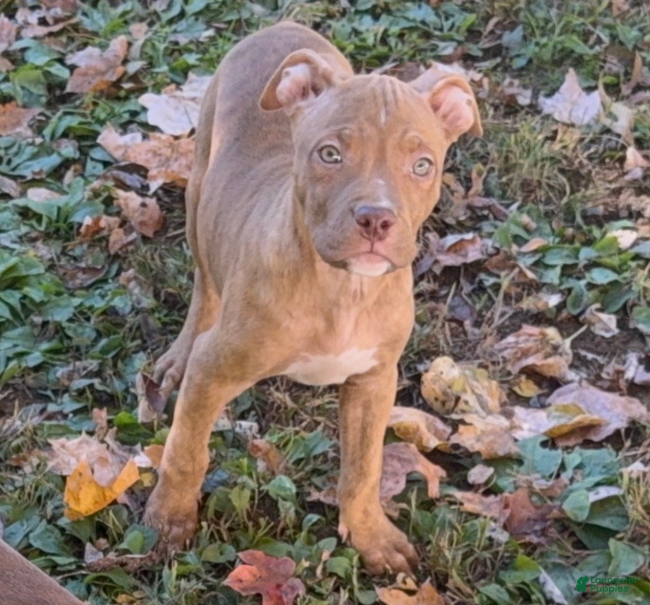 American Bully dogs for sale: American Bully 7 - Ad 30