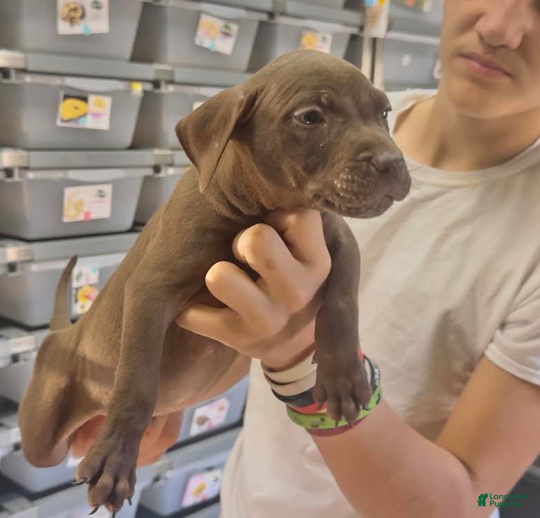 American Pit Bull Terrier dogs for sale: American Pit Bull Terrier Puppy 1 - Ad 1