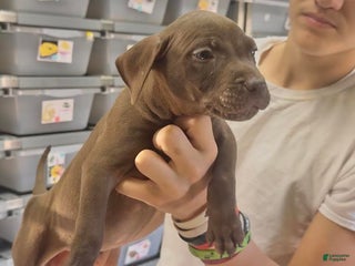 American Pit Bull Terrier dogs American Pit Bull Terrier Puppy 1 - Ad 3