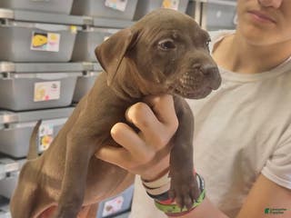 American Pit Bull Terrier dogs American Pit Bull Terrier Puppy 1 - Ad 5
