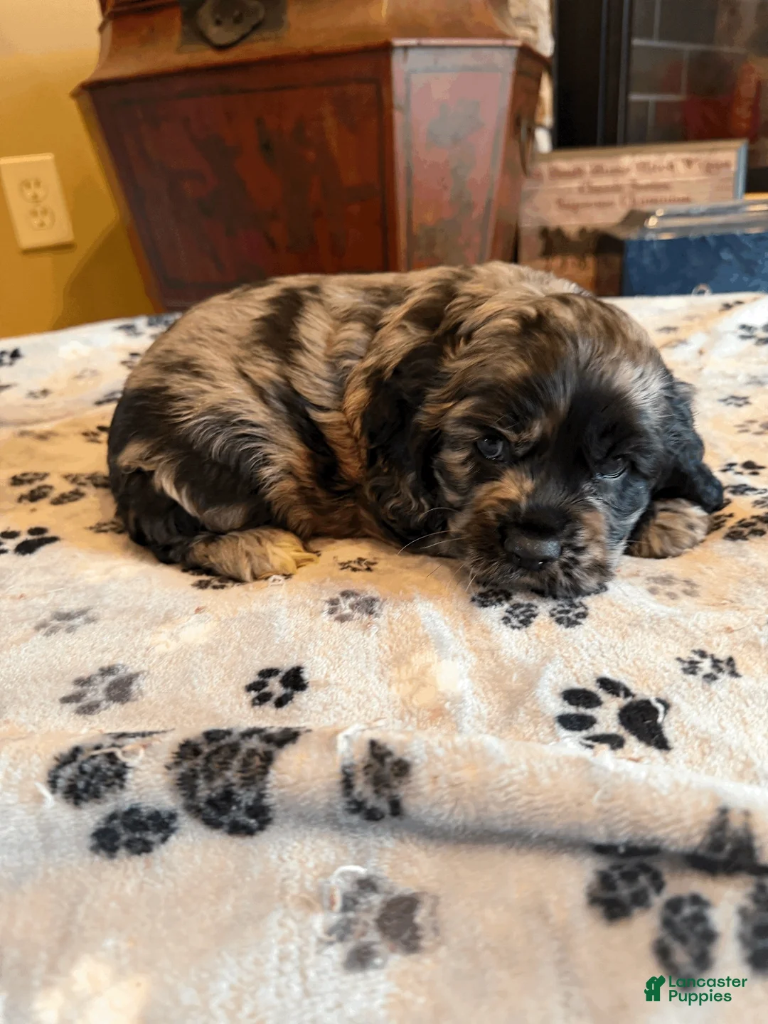 Cocker Spaniel dogs for sale: Remy - Ad 1